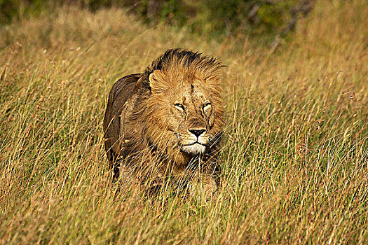 非洲狮,狮子,雄性,站立,干草,马赛马拉,公园,肯尼亚