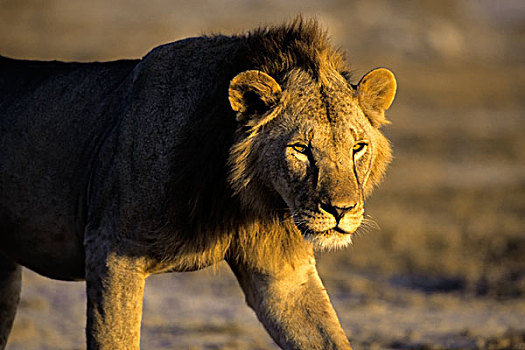 肯尼亚,安伯塞利国家公园,雄性,狮子