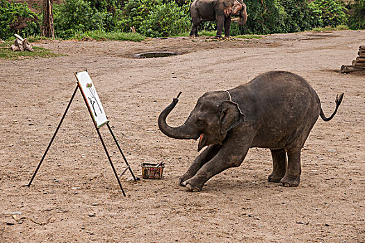 泰国清迈大象训练营的大象表演