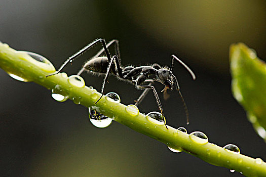 蚂蚁,枝头,小水滴,马来西亚