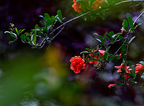 石榴花开