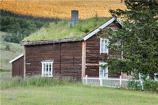 挪威,特色,草,屋顶,郊区住宅