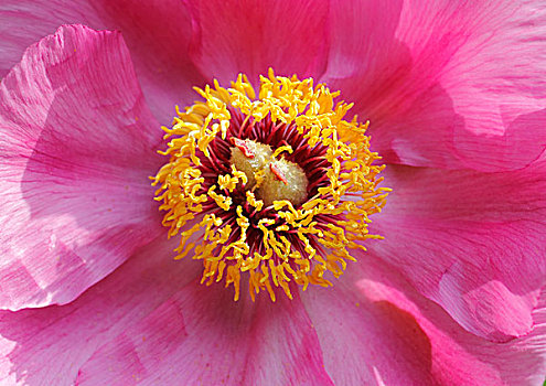 牡丹,芍药科,花,特写