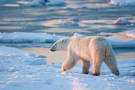 北极熊,走,哈得逊湾,冬天,丘吉尔市,野生动物,管理,区域,加拿大