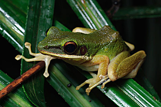 青蛙,婆罗洲,马来西亚