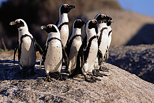 企鹅,站立,石头,岛屿,岬角,西海角,南非