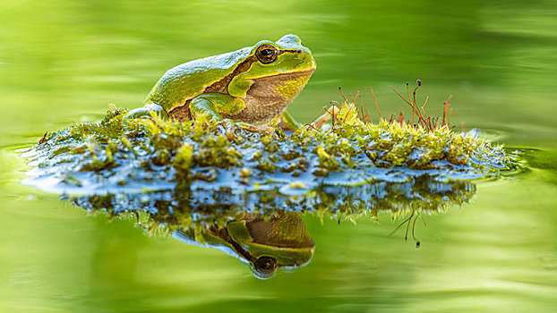 欧洲树蛙,无斑雨蛙,坐,苔藓,水,倒影,贝希特斯加登地区,巴伐利亚,德国,欧洲