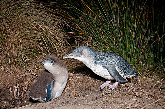 小蓝企鹅,问候,幼禽,巢穴,塔斯马尼亚,澳大利亚