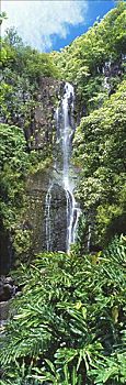 夏威夷,毛伊岛,威陆亚,瀑布,围绕,茂密,绿色植物,蓝天,全景