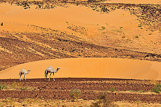 单峰骆驼,沙漠,阿德拉尔,区域,毛里塔尼亚,非洲