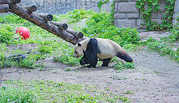 北京动物园