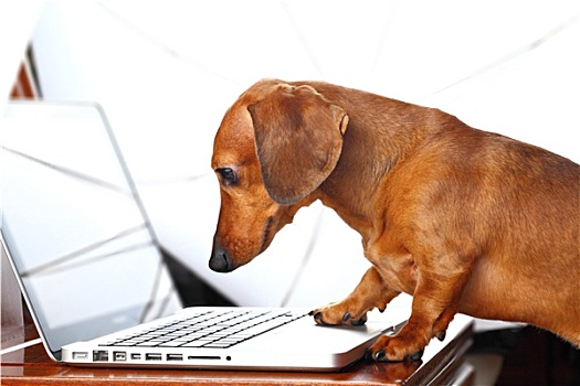 狗,用电脑