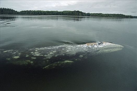 灰鲸,平面,呼吸,格里夸湾,温哥华岛,不列颠哥伦比亚省,加拿大