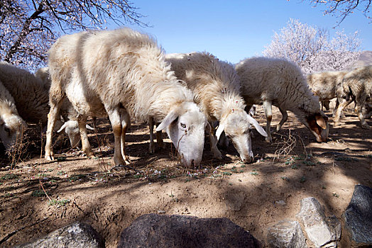 河北省张家口阳原县果园里的羊群
