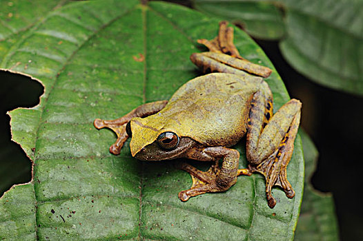 树蛙,京那巴鲁山,国家公园,婆罗洲,马来西亚