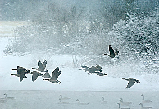 黑额黑雁,加拿大雁,迁徙,冬天,区域,瓦特顿湖国家公园,西南方,艾伯塔省,加拿大