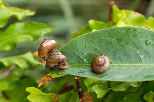 一个,蜗牛,上面,滑动,盖子,联结,脚,只有,物种,陆地