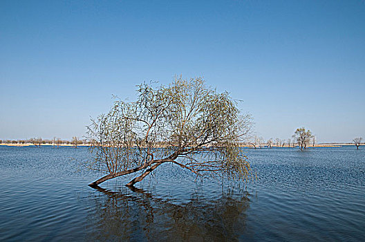 河南省孟州市白墙水库,水中的柳树已经吐绿