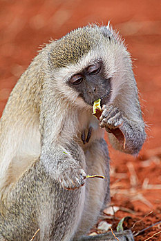 黑长尾猴,猴子,吃,刺槐,豆,塔斯沃国家公园,肯尼亚,非洲