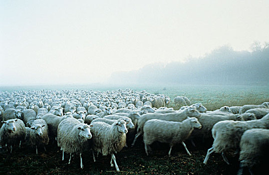 牧群,绵羊