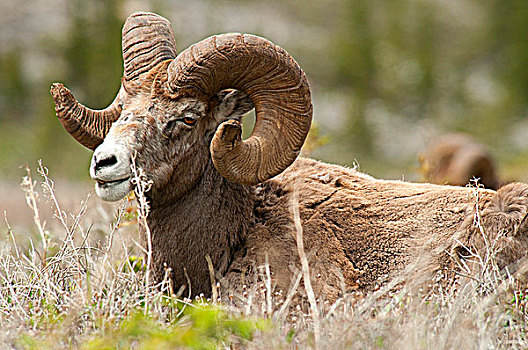 大角羊,休息,土地,碧玉国家公园,艾伯塔省,加拿大