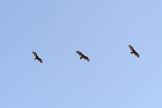 美洲鹫,翱翔,日落