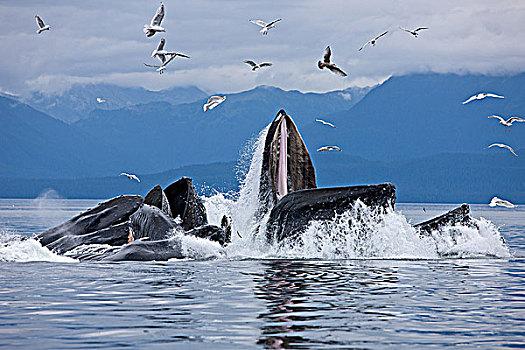 驼背鲸,青鱼,通加斯国家森林,东南阿拉斯加,夏天