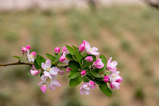 紫荆花,海棠花