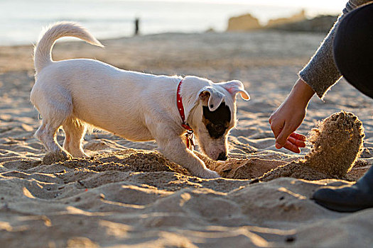 杰克罗素狗,挖,沙子