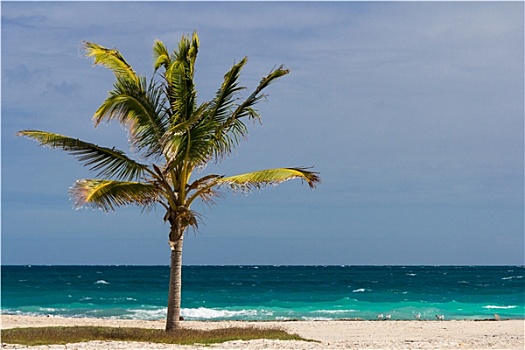 一个,棕榈树,海滩,椰树,古巴