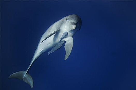 宽吻海豚,一对,联结,下面,岛屿,日本