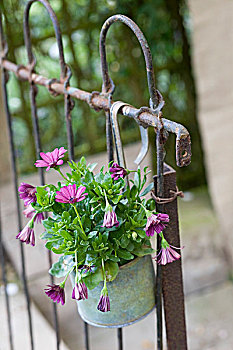 紫花,锅,悬挂,老,金属,栅栏