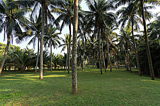 草坪上的椰树林