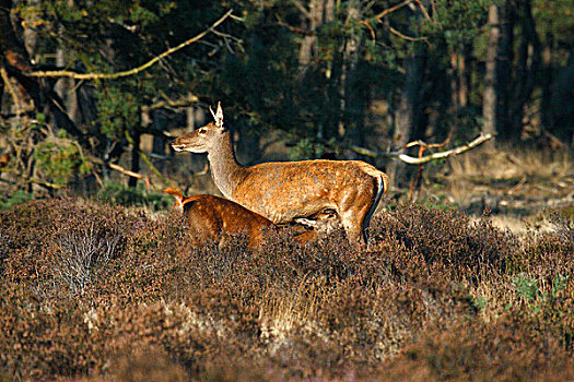 赤鹿,鹿属,鹿,母鹿,哺乳,费吕沃,国家公园,格尔德兰,荷兰