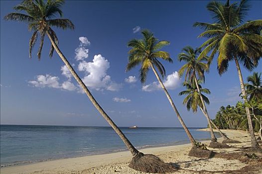 椰树,椰,树,海滩,多米尼加共和国