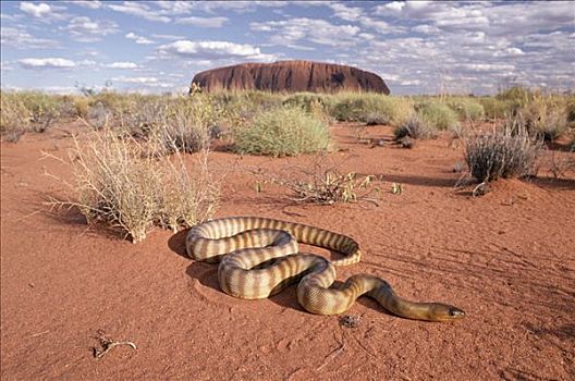 巨蟒,荒芜,靠近,艾尔斯巨石,乌卢鲁卡塔曲塔国家公园,澳大利亚