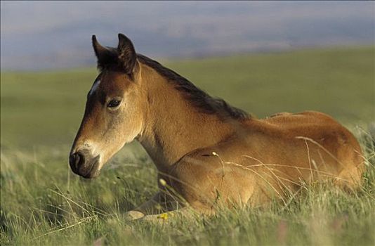 马,小马,休息,草,普赖尔山野马放牧区,蒙大拿