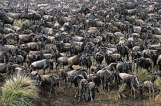 蓝角马,角马,牧群,就绪,马拉河,迁徙,马赛马拉,公园,肯尼亚