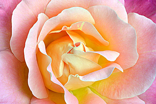 玫瑰,粉色
