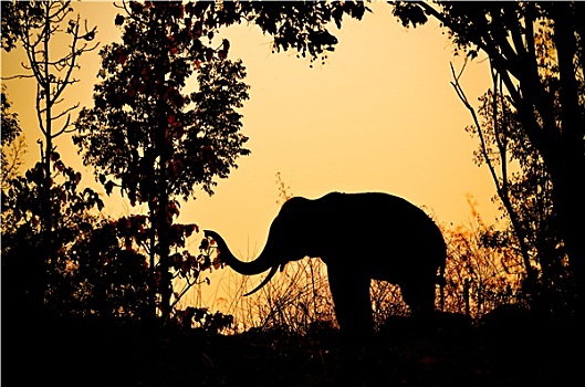 亚洲,大象,树林