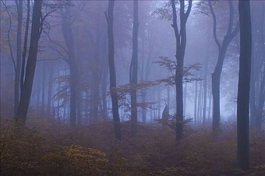 雾状,山毛榉,树林,雅斯蒙德国家公园,梅克伦堡前波莫瑞州,德国,欧洲