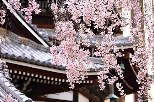 樱花,树,日本寺庙