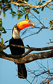 普通,巨嘴鸟,托哥巨嘴鸟,潘塔纳尔,巴西,南美