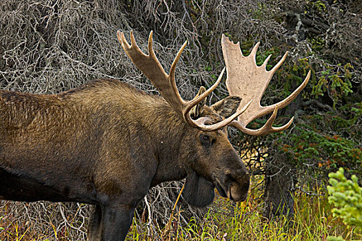 阿拉斯加,驼鹿,雄性动物,季节,楚加奇州立公园