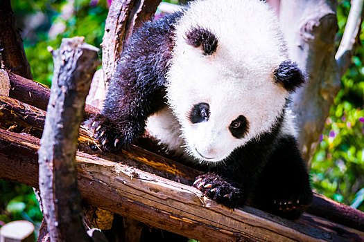 可爱熊猫