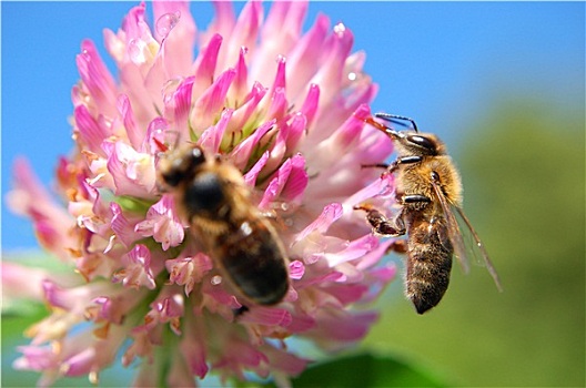 两个,蜜蜂,苜蓿花