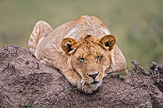 狮子,白蚁窝,马赛马拉,肯尼亚