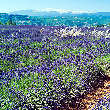 花,薰衣草,旺图山,山,普罗旺斯,法国