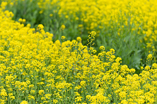 春季油菜花