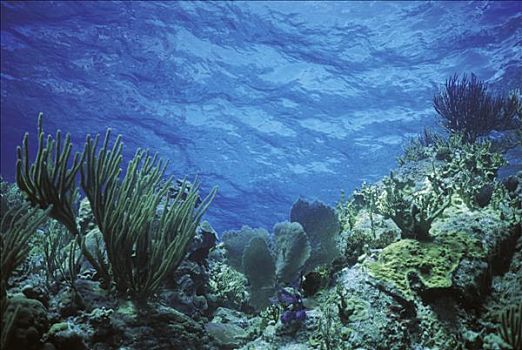 海底,珊瑚,深海